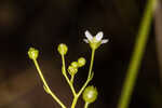 Seaside brookweed <BR>Water pimpernel